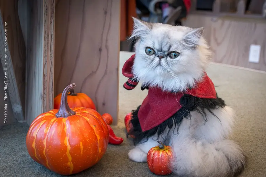 מלון קפסולות בטוקיו, יפן | המצלמה מוסיפה חמישה קילו | בלוג הצילום של עפר קידר מלון קפסולות בטוקיו, יפן | המצלמה מוסיפה חמישה קילו | בלוג הצילום של עפר קידר