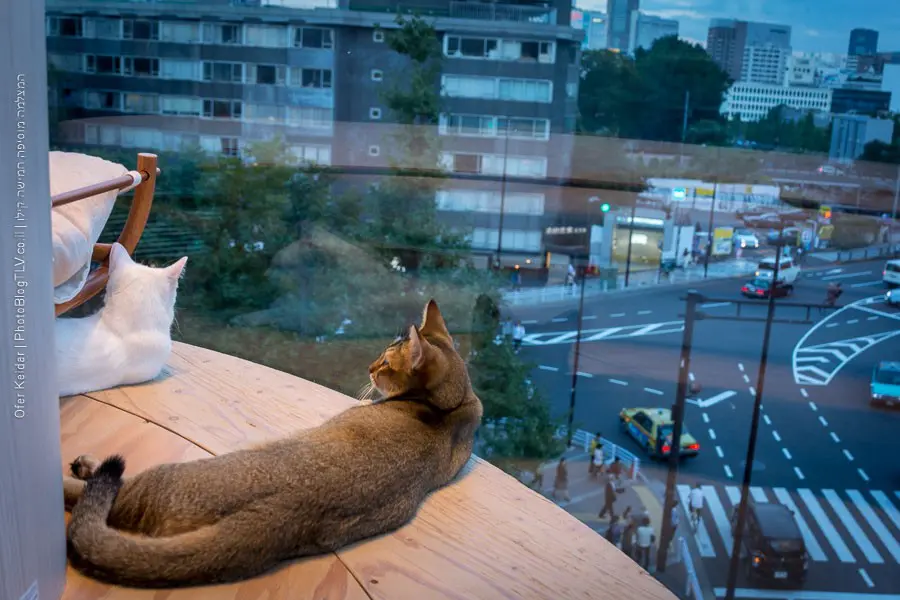 מלון קפסולות בטוקיו, יפן | המצלמה מוסיפה חמישה קילו | בלוג הצילום של עפר קידר מלון קפסולות בטוקיו, יפן | המצלמה מוסיפה חמישה קילו | בלוג הצילום של עפר קידר