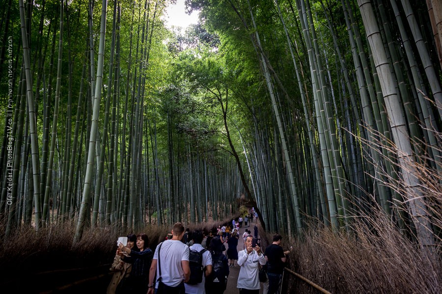 טיול לקיוטו, יער הבמבוק | Kyoto, Japan| המצלמה מוסיפה חמישה קילו | בלוג הצילום של עופר קידר