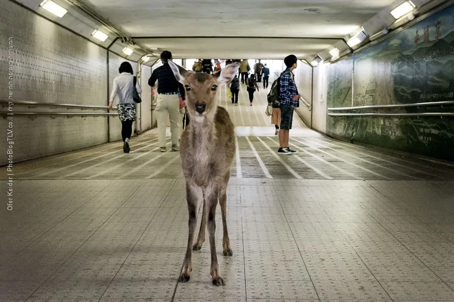 טיול לקיוטו קיוטו, יפן | Kyoto, Japan | פארק נארה Nara Deer Park | המצלמה מוסיפה חמישה קילו | בלוג הצילום של עופר קידר טיול לקיוטו קיוטו, יפן | Kyoto, Japan | פארק נארה Nara Deer Park | המצלמה מוסיפה חמישה קילו | בלוג הצילום של עופר קידר