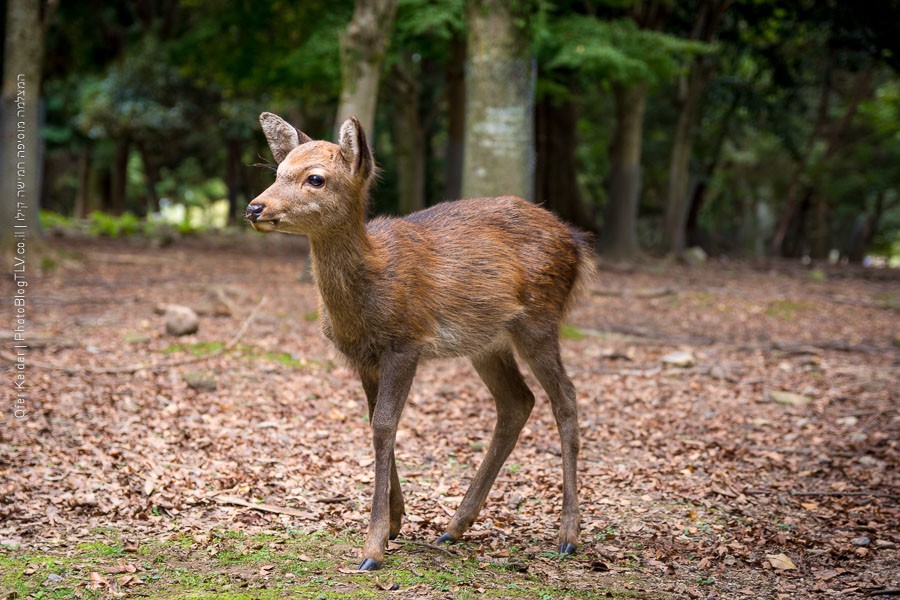 טיול לקיוטו קיוטו, יפן | Kyoto, Japan | פארק נארה Nara Deer Park | המצלמה מוסיפה חמישה קילו | בלוג הצילום של עופר קידר