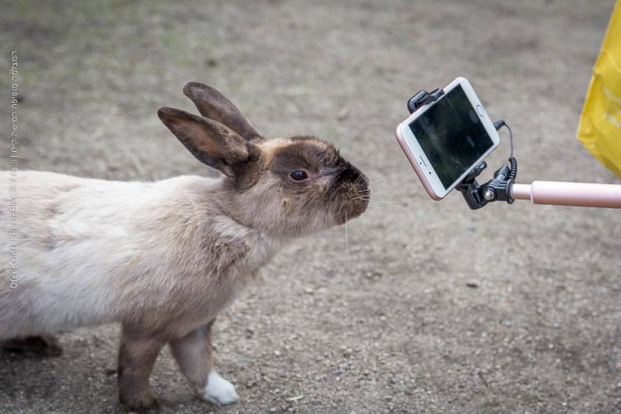 אי הארנבים אוקונושימה, יפן | Ōkunoshima rabbit island, japan | המצלמה מוסיפה חמישה קילו | בלוג הצילום של עפר קידר