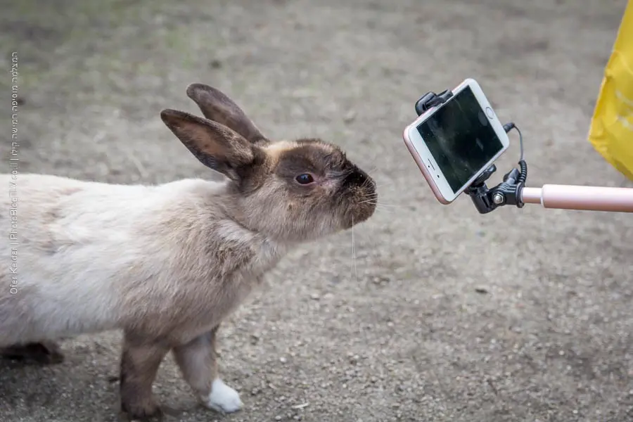 אי הארנבים אוקונושימה, יפן | Ōkunoshima rabbit island, japan | המצלמה מוסיפה חמישה קילו | בלוג הצילום של עפר קידר אי הארנבים אוקונושימה, יפן | Ōkunoshima rabbit island, japan | המצלמה מוסיפה חמישה קילו | בלוג הצילום של עפר קידר