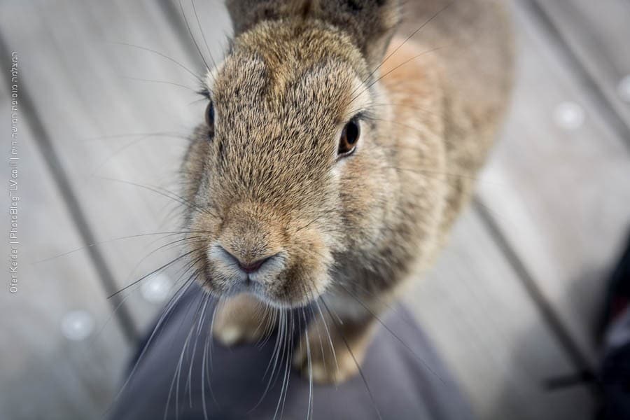 אי הארנבים אוקונושימה, יפן | Ōkunoshima rabbit island, japan | המצלמה מוסיפה חמישה קילו | בלוג הצילום של עפר קידר