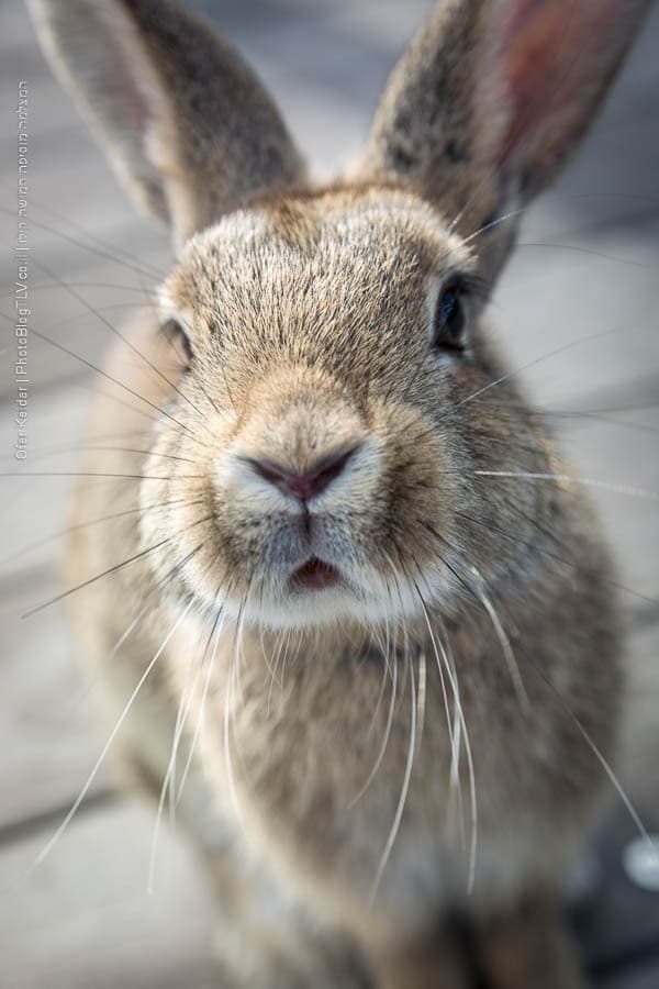 אי הארנבים אוקונושימה, יפן | Ōkunoshima rabbit island, japan | המצלמה מוסיפה חמישה קילו | בלוג הצילום של עפר קידר