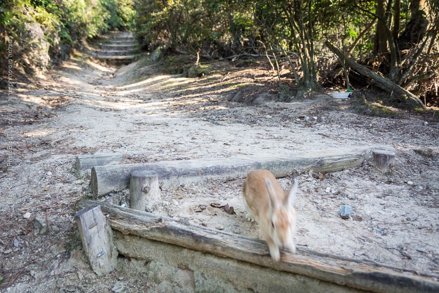 אי הארנבים אוקונושימה, יפן | Ōkunoshima rabbit island, japan | המצלמה מוסיפה חמישה קילו | בלוג הצילום של עפר קידר