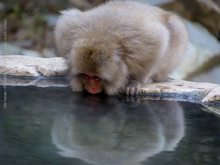 פארק הקופים ג'יגוקודאני | טיול ליפן | jigokudani monkey park | המצלמה מוסיפה חמישה קילו | בלוג הצילום של עפר קידר פארק הקופים ג'יגוקודאני | טיול ליפן | jigokudani monkey park | המצלמה מוסיפה חמישה קילו | בלוג הצילום של עפר קידר