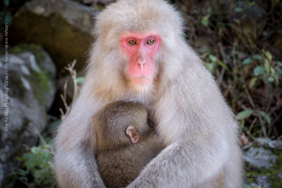 פארק הקופים ג'יגוקודאני | טיול ליפן | jigokudani monkey park | המצלמה מוסיפה חמישה קילו | בלוג הצילום של עפר קידר