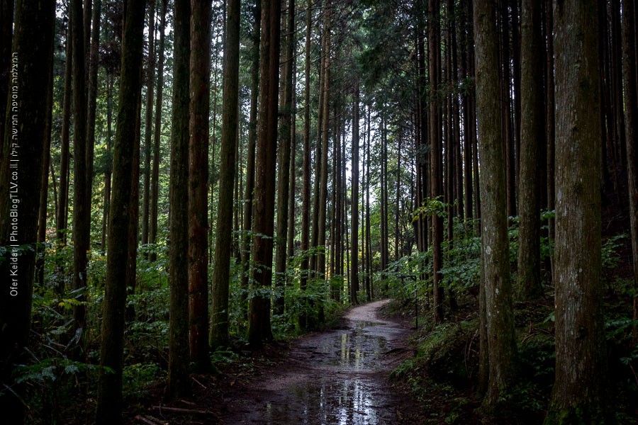 קיסו, עמק הקיסו | טיול ליפן | Kiso Valley, Japan| המצלמה מוסיפה חמישה קילו | בלוג הצילום של עפר קידר