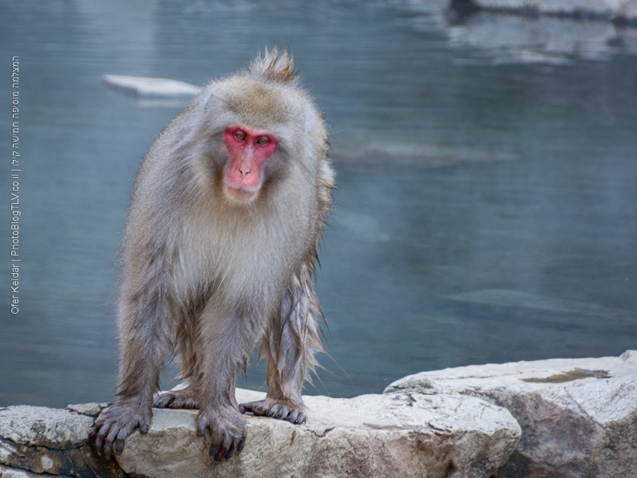 פארק הקופים ג'יגוקודאני | טיול ליפן | jigokudani monkey park | המצלמה מוסיפה חמישה קילו | בלוג הצילום של עפר קידר
