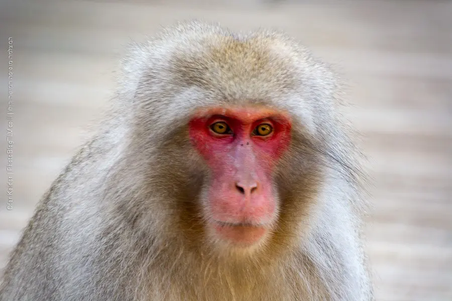 פארק הקופים ג'יגוקודאני | טיול ליפן | jigokudani monkey park | המצלמה מוסיפה חמישה קילו | בלוג הצילום של עפר קידר פארק הקופים ג'יגוקודאני | טיול ליפן | jigokudani monkey park | המצלמה מוסיפה חמישה קילו | בלוג הצילום של עפר קידר