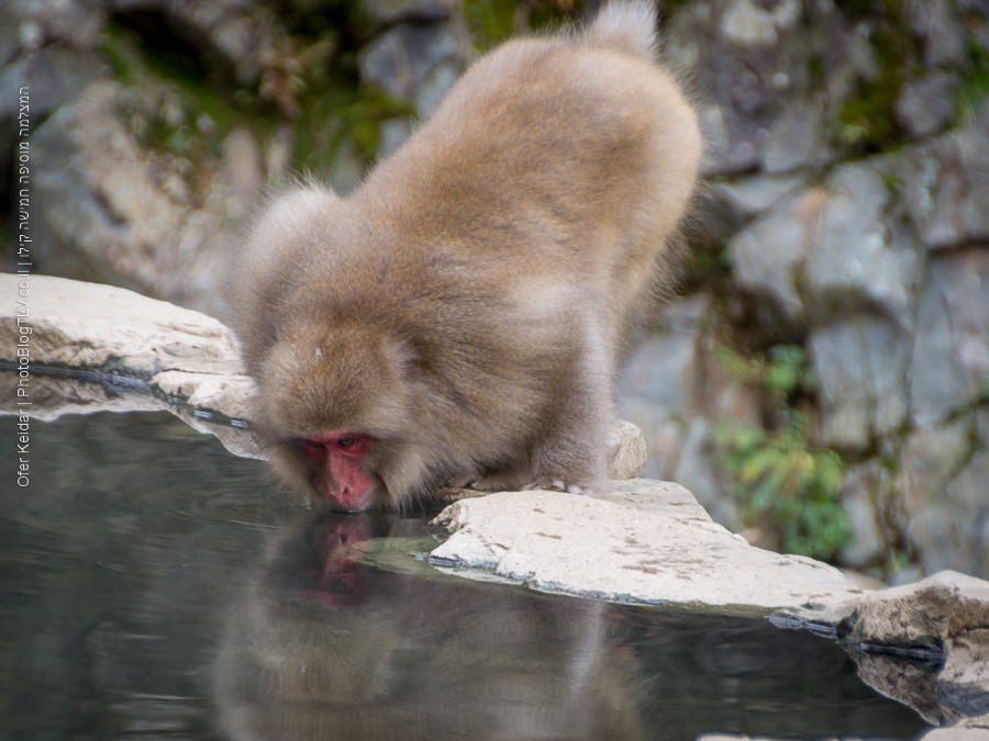 פארק הקופים ג'יגוקודאני, יפן | jigokudani monkey park | המצלמה מוסיפה חמישה קילו | בלוג הצילום של עפר קידר
