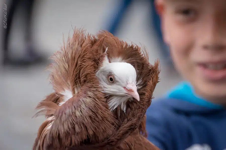 פוזנן למטייל - מדריך אטרקציות בפוזנן, פולין | המצלמה מוסיפה חמישה קילו | עפר קידר פוזנן למטייל - מדריך אטרקציות בפוזנן, פולין | המצלמה מוסיפה חמישה קילו | עפר קידר