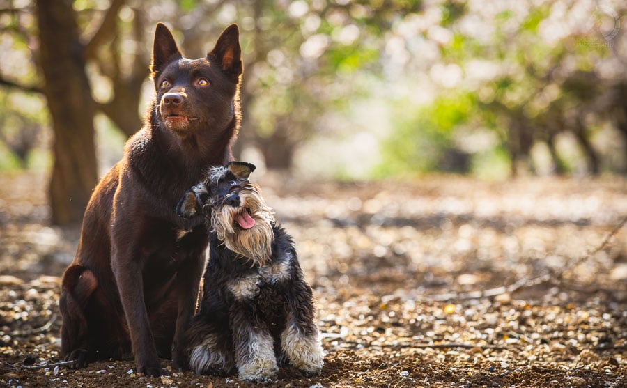 צילום: אלינור רויזמן | DOG-MA Photography