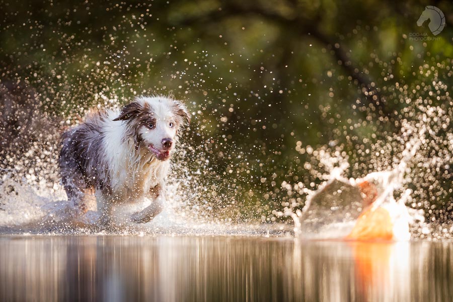 צילום: אלינור רויזמן | DOG-MA Photography