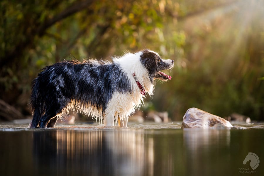 צילום: אלינור רויזמן | DOG-MA Photography