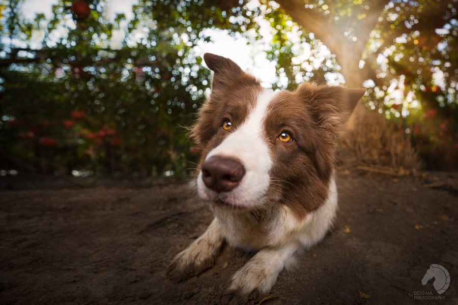 צילום: אלינור רויזמן | DOG-MA Photography