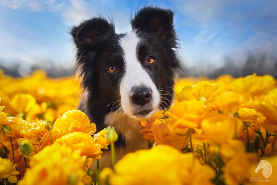 צילום: אלינור רויזמן | DOG-MA Photography