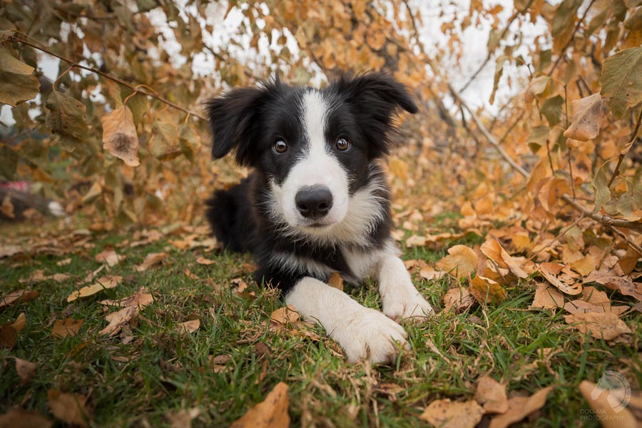 צילום: אלינור רויזמן | Dog-Ma Photography