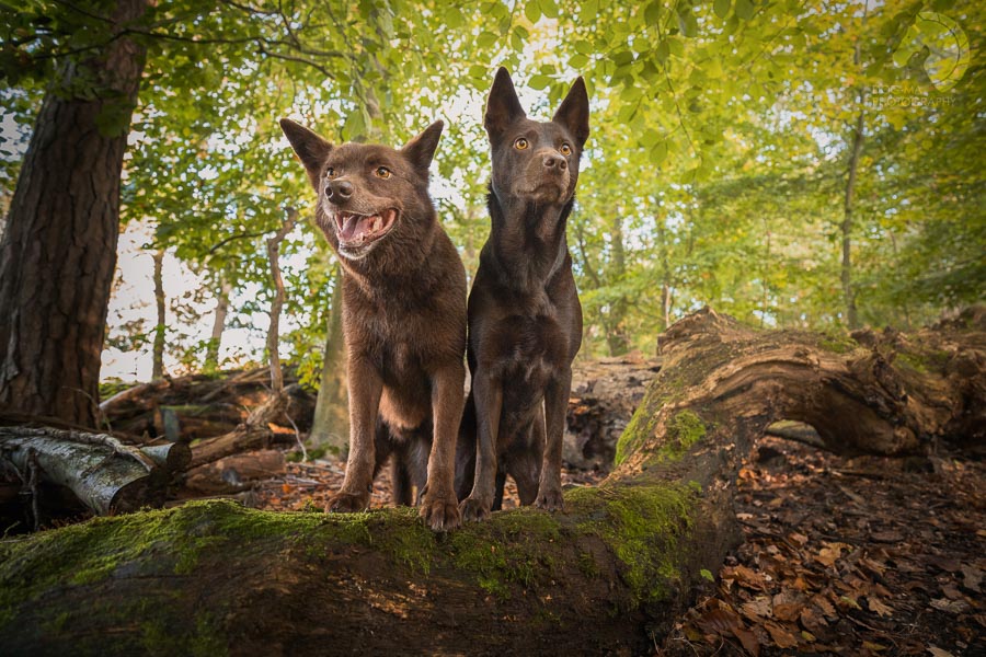 צילום: אלינור רויזמן | DOG-MA Photography